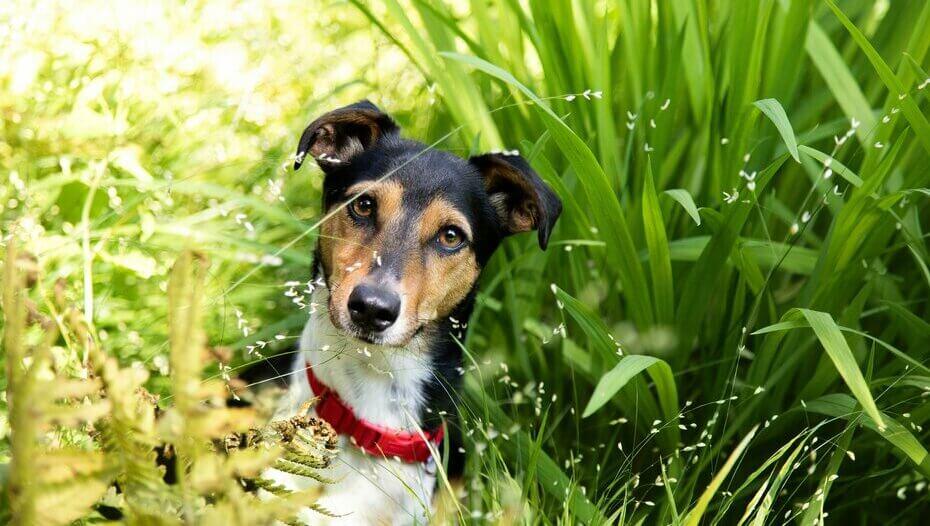 Is it bad for dog discount to eat grass